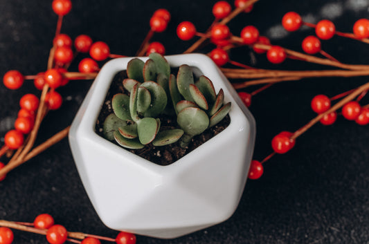 succulent gift box send a box of sunshine